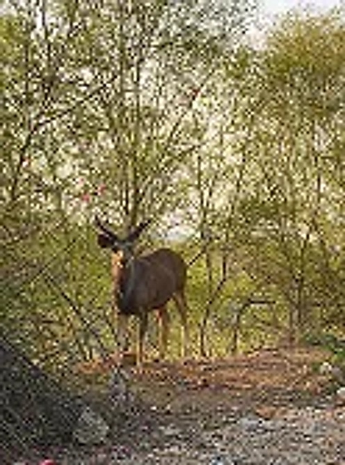 Nature & Deer